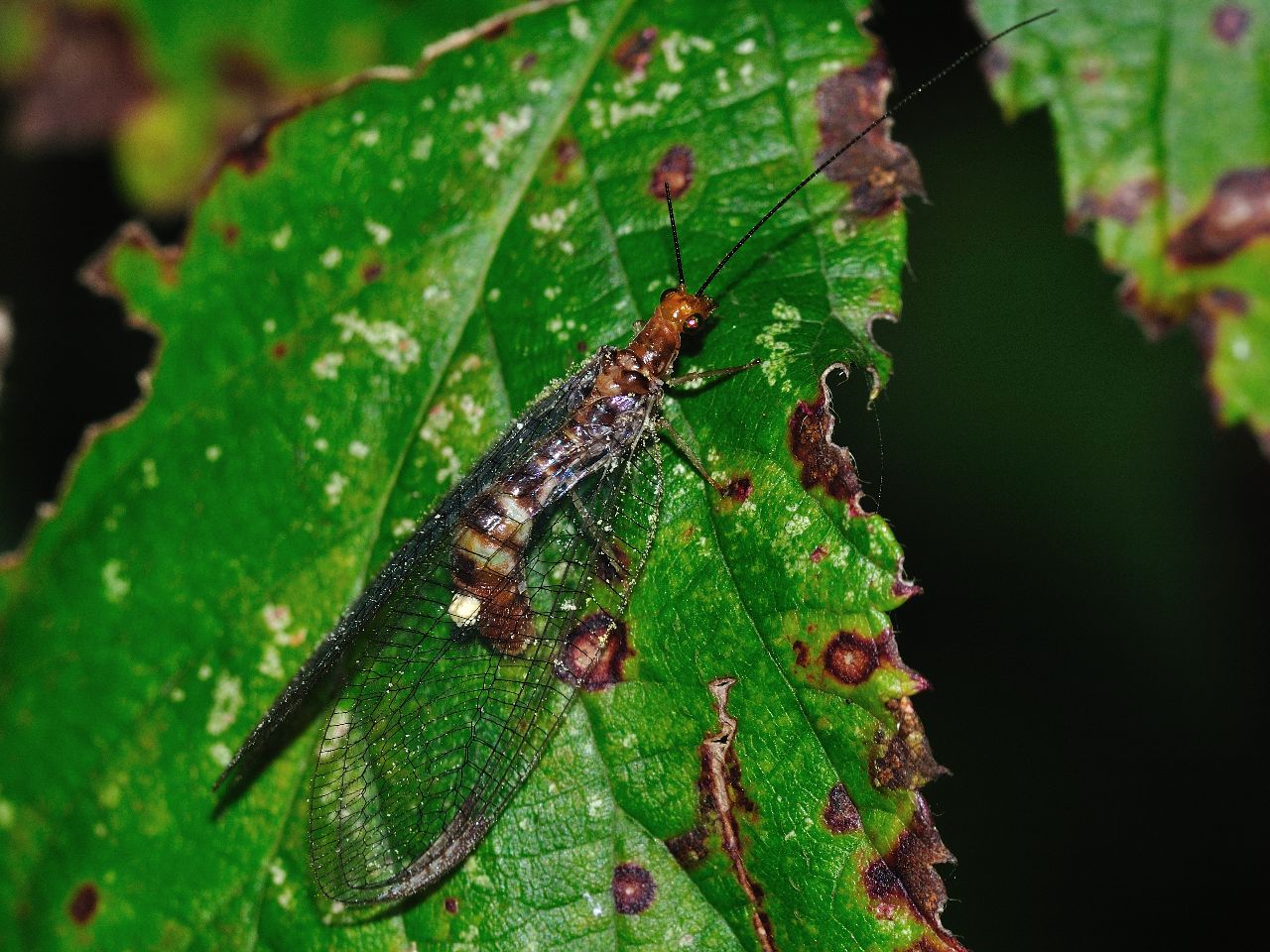 Italochrysa italica ? - Nothochrysa capitata